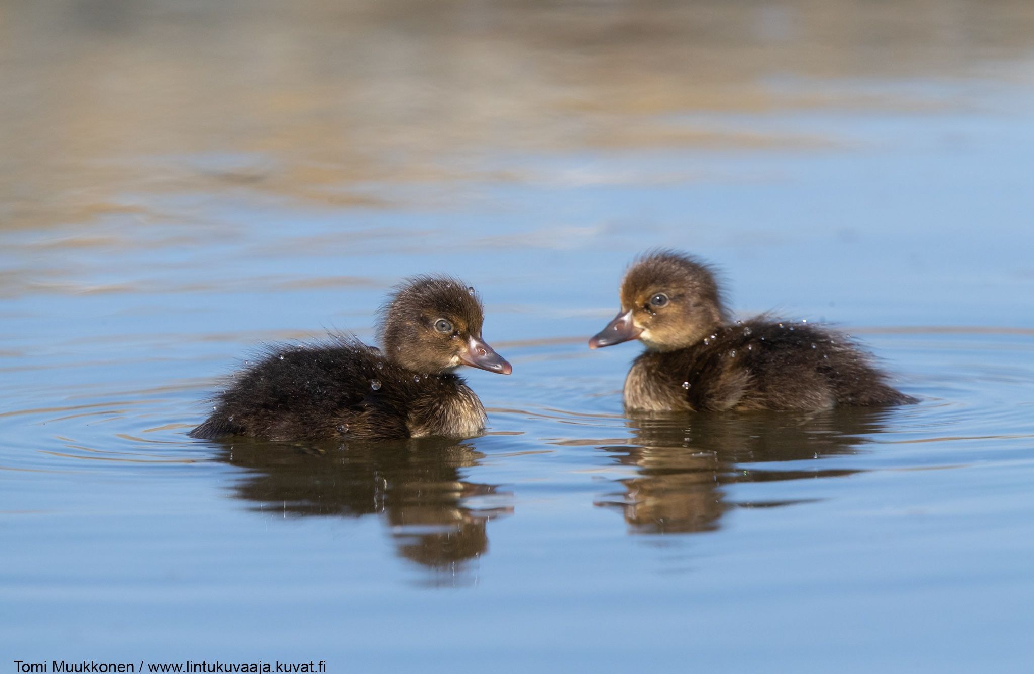 Uysizlar bilan jinsiy aloqada bolgan porno videolar Haqiqiy uy qurilishi anal jinsiy aloqa
